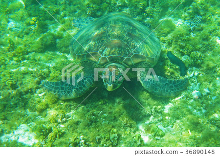 Sea turtle Sea turtle 36890148