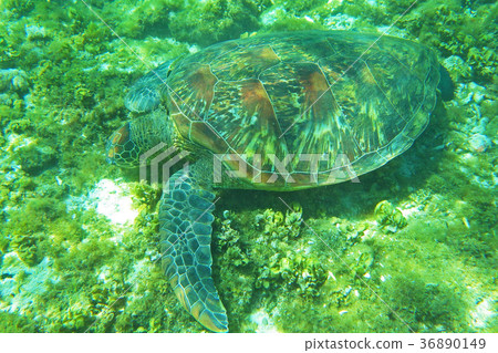 Sea turtle 36890149