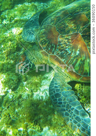 Sea turtle 36890150