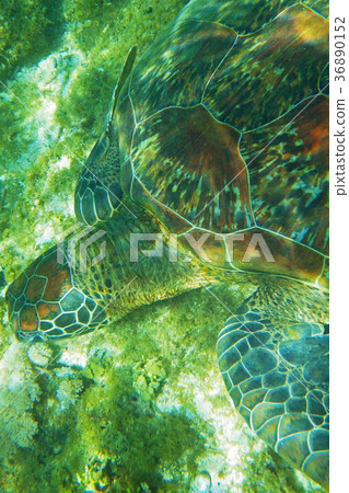 Sea turtle 36890152