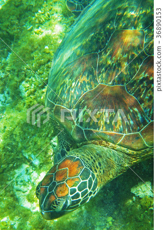 海龜 海龜 36890153