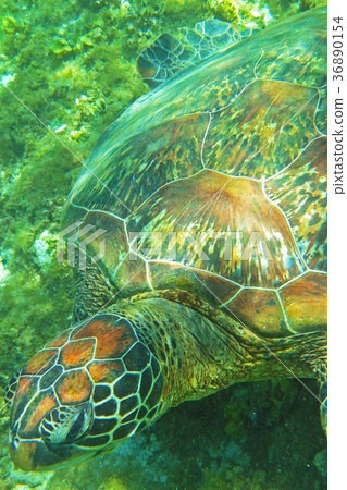 Sea turtle Sea turtle 36890154