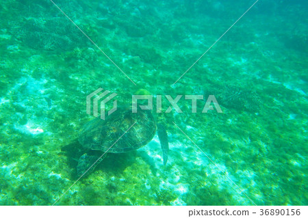 Sea turtle Sea turtle 36890156