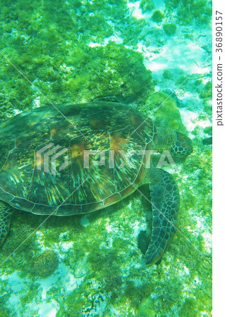 Sea turtle Sea turtle 36890157