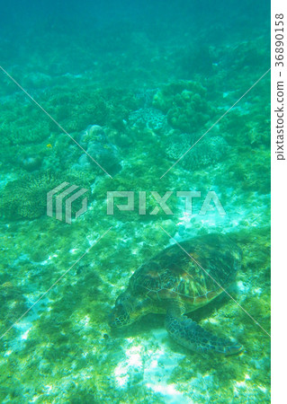 海龜 海龜 36890158
