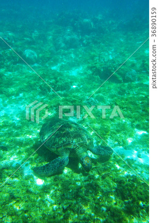 Sea turtle 36890159