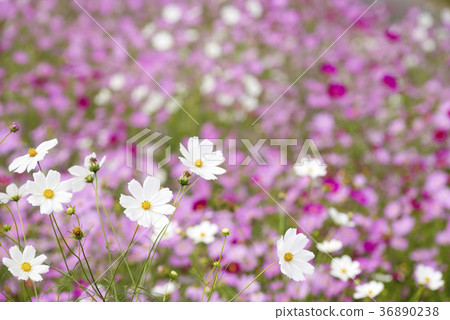 反對波斯菊花田的白色波斯菊花 反對波斯菊花田的白色波斯菊花 36890238