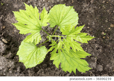 Sprout of a vine 36890239