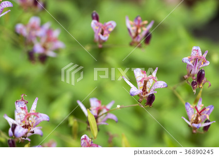 與綠色後面的Hottogise花 36890245