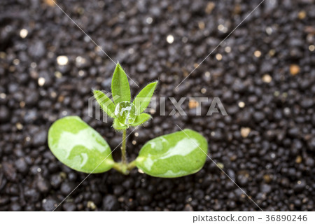 Noborifuji發芽 36890246