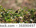 White-eye 36890497