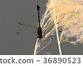 Taiwan Uchiyayama 36890523
