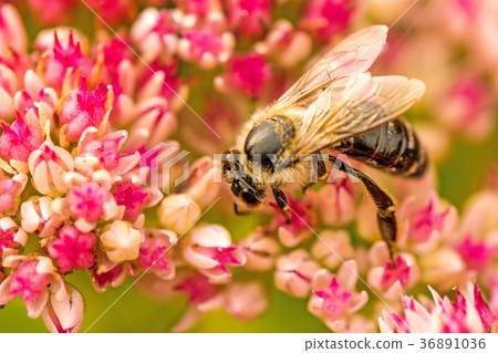 bee on flower of livelong 36891036