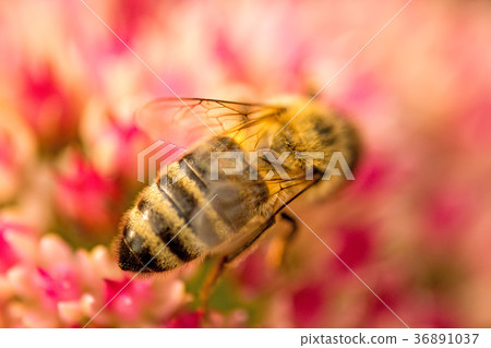 bee on flower of livelong 36891037