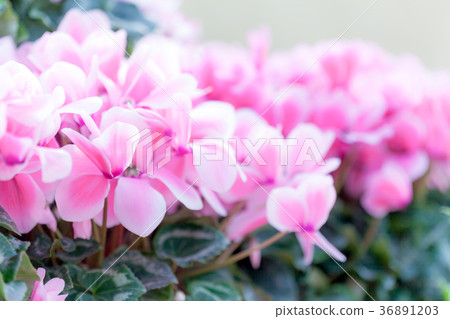 仙客來桃子 36891203