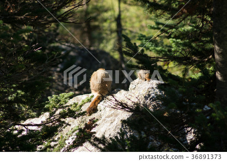 Marmot Marmot 36891373