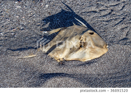 dead fish on the beach dead fish on the beach 36891520