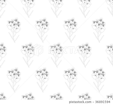 Vanda Miss Joaquim Orchid on White Background. Vanda Miss Joaquim Orchid on White Background. 36891594