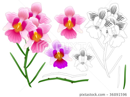 Vanda Miss Joaquim Orchid Outline 36891596