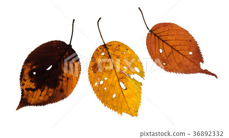 被傳播的輕的攝影的闊葉樹死葉 36892332