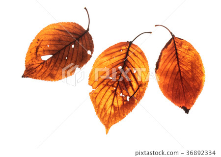 被傳播的輕的攝影的闊葉樹死葉 36892334