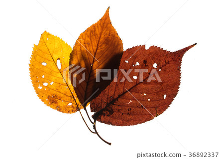 被傳播的輕的攝影的闊葉樹死葉 36892337