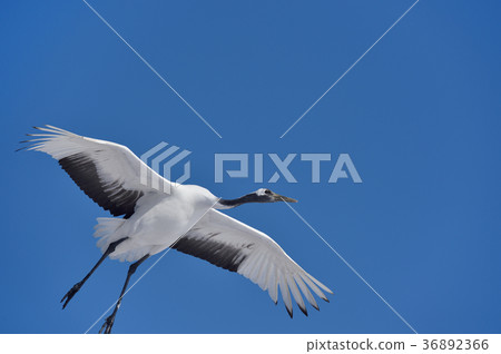 飛越頭頂的起重機(北海道·鶴井) 飛越頭頂的起重機(北海道·鶴井) 36892366