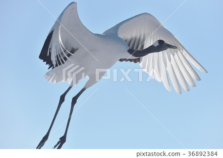 舌蝴蝶（北海道）的飛行姿態 36892384