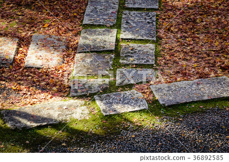 Autumn leaves on a pavement or walkway 36892585