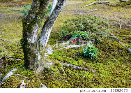 Trees at garden in Kyoto, Japan 36892673