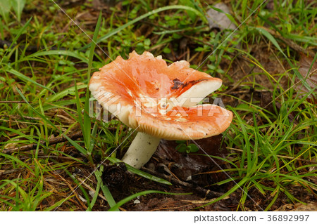 Fly Amanita mochiria Amanita muscaria Fly Amanita mochiria Amanita muscaria 36892997