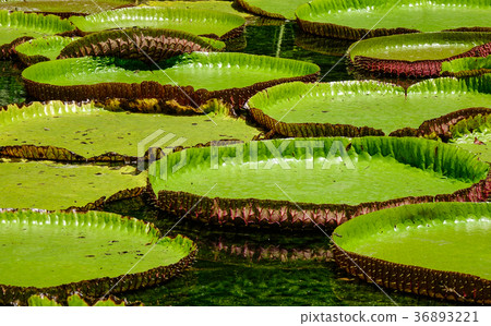 Giant water lilies (Victoria Amazonica) Giant water lilies (Victoria Amazonica) 36893221
