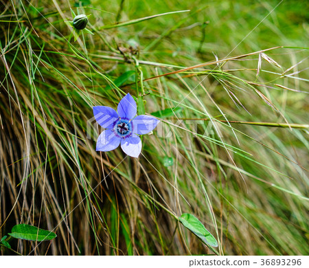 Wild flowers blooming on mountain 36893296