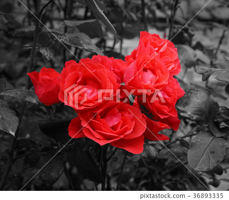 Red roses blooming at botanic garden Red roses blooming at botanic garden 36893335