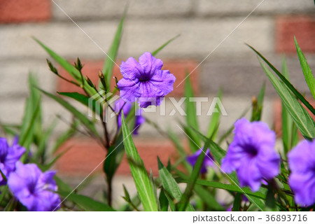 植物 花卉 花弁 Flower 紫花蘆莉草 Ruellia brittoniana 紫花 野花 紫籃 36893716