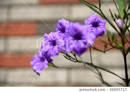 植物花卉花弁flower 紫花蘆莉草ruellia Brittoniana 紫花野花紫籃 照片素材 圖片 36893717 Pixta圖庫