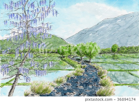  Wisteria flowers 36894174