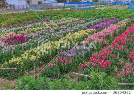 花園風景在Chikura鎮 花園風景在Chikura鎮 36894852