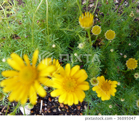 Dahlberg Daisy Flower Pictures 36895047