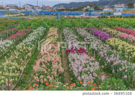 Landscape of flower garden in Chikura Town in winter 36895108