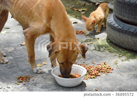 street dog and ginger kitten feeding dry food 36895572