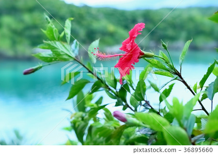 Kabira灣的九重葛 Kabira灣的九重葛 36895660