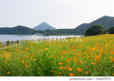 Kagoshima Satsuma Fuji Kaimondake and Ikeda Lake Cosmos 36897075
