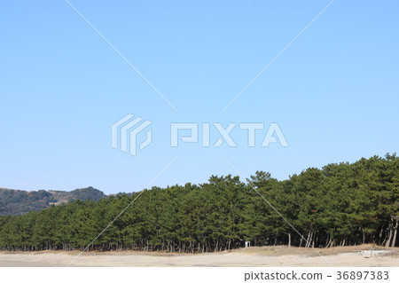 Pine forest in the beach 36897383