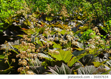 野生矢車菊 野生矢車菊 36897634