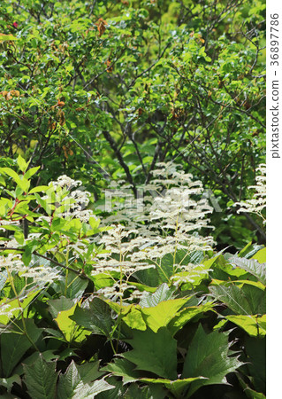 野生矢車菊 36897786