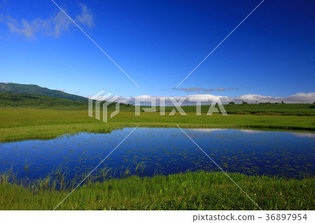 夏季雨林的濕地 36897954