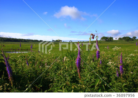 Summer rain forest of wetland Summer rain forest of wetland 36897956