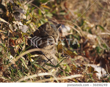 Cat cat cat 36898249