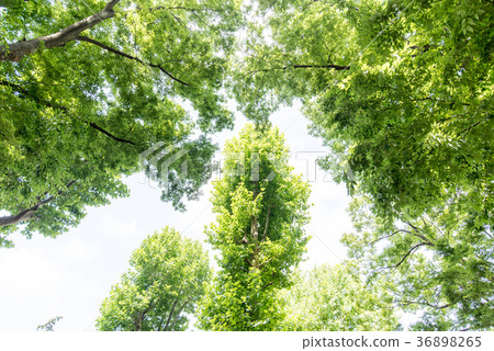 Wakaba Fresh green forest bath leaf refreshing green refreshing sunlight Leakage Forest Bath Ecology Eco Sunlight 36898265